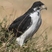 Augur Buzzard